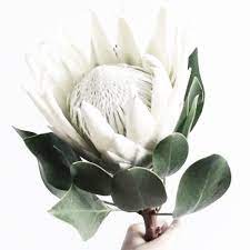 I Always Thought Proteas Were Australian But I Just Found Out They Are Native To South Africa Mind Blown Protea Protea Flower Protea Art Protea