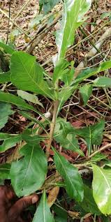 Image result for Gardenia ternifolia