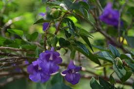 Image result for Tinnea rhodesiana