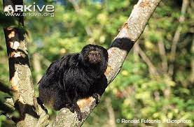 Black Lion Tamarin Photo Black Lion Golden Lion Tamarin Mammals