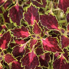 Image result for Coleus melleri