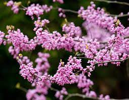 It is fertile soil and good for growing trees and shrubs. Flowering Spring Trees Mdc Discover Nature