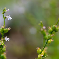 Image result for lobelia combine composition