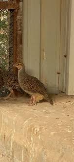 حمل تطبيق السوق المفتوح على جوالك الان, بيع واشتري مجانا. Ø¨Ø¶Ø§Ø¦Ø¹ Ùˆ Ø¥Ø¹Ù„Ø§Ù†Ø§Øª Ø§Ù„Ø§Ù…Ø§Ø±Ø§Øª Ù„ÙŠ Ù†ØªØ§Ø¦Ø¬ Ø§Ù„Ø¨Ø­Ø« ØµÙØ§Ø±Ø¯ Ø¨Ø¶Ø§Ø¦Ø¹ Ø¬Ø¯ÙŠØ¯Ø© Ùˆ Ù…Ø³ØªØ¹Ù…Ù„Ø© Ø¹Ø±Ø¨ Ø¨Ø§Ø²Ø§Ø±