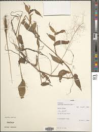 Image result for Isachne kiyalaensis