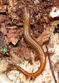 Image result for Eulophia arenicola