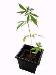 Weed bong drawing hľadat googlom munchies pinterest drawings. Glossary Of Cannabis Terms Wikipedia