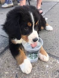 Cute Puppy Dog Animal Pets Cute Puppies Baby Animals Pictures Super Cute Puppies