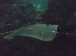 Manta Ray In Main Tank Picture Of Sea World Jakarta Tripadvisor