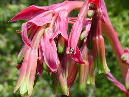 Image result for Beschorneria sp. (Biegel 5357)