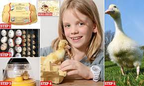 What to do when baby chickens start to hatch? Little Girl Incubates Supermarket Eggs That Are Not Meant To Be Fertilised And Hatches Three Chicks Daily Mail Online