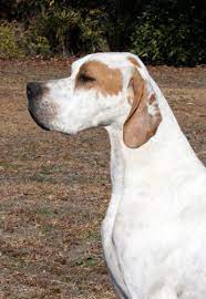 Petdetail Petfinder Dog Rules Sporting Dogs Animals