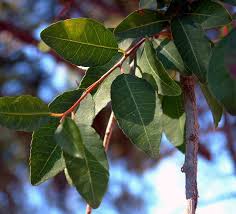 Image result for Spirostachys