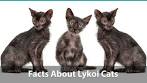Lykoi Cat Breed, History And Characteristics (Wolf Cat)