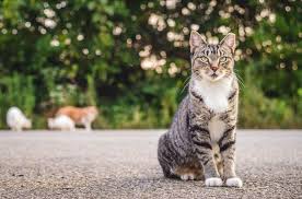 (we do ask that you take two for bonding.) you provide shelter, daily food/water. 39 Beautiful Pictures Capturing The Life Within A Feral Cat Colony