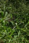 Image result for Panicum madipirense