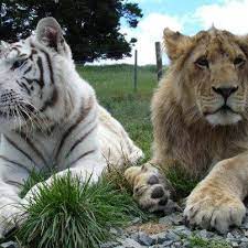 lion cameron white tiger zabu both 11 are best friends a meeting between two such ferocious predators would have been im big cat rescue lions photos tiger