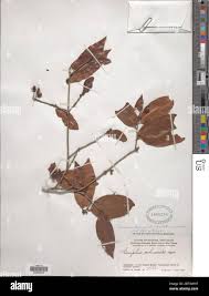 Image result for Brackenridgea