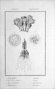 Image result for Cuviera