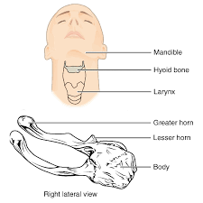 Image result for Hyoid Bone