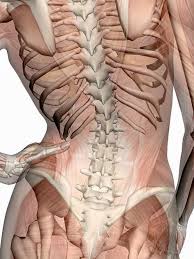 How Does One Hip Cause Such Misery Stand In Front Of A Mirror Are Your Hips Level In The Same Horizontal Plane If They Anatomy Muscle Anatomy Body Anatomy