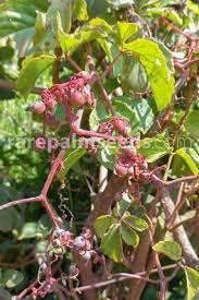 Image result for Cyphostemma adenocaule