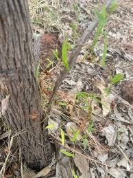 Image result for Xenostegia