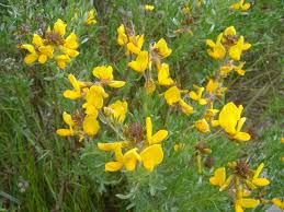 Image result for Adenocarpus mannii