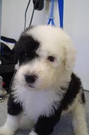 Check out our sheepadoodle selection for the very best in unique or custom, handmade pieces from our mugs shops. Sheepadoodle Puppies