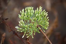 Image result for Pavetta sp. F