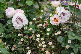 Image result for Erigeron karvinskianus