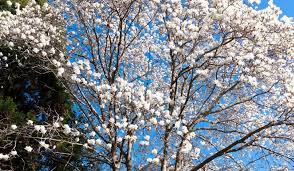 Maybe you would like to learn more about one of these? 15 Types Of Trees With White Flowers Crate And Basket