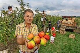 Die pfückreife und die genussreife. Apfelernte Im Kreis Boblingen Die Grosste Ernte Seit Rund 20 Jahren Boblingen Stuttgarter Nachrichten