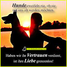Feb 24, 2021 · hund träume, in denen eine hund vorkommt, lassen sich unterschiedlich deuten: 12 Schone Spruche Uber Hunde Frauchen Und Herrchen