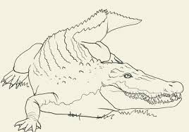 Pin By Shelia Grady On My Tat Drawings Crocodile Louisiana Art