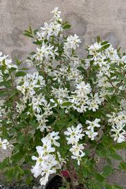 Image result for Exochorda