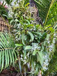 Image result for Cyrtorchis arcuata