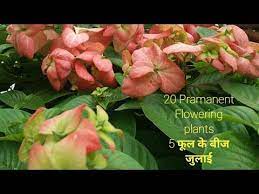 20 Parmanent Summer Flowering Plants List Youtube Summer Flowers To Plant Planting Flowers Plants