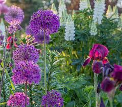 Image result for Alinula paradoxa