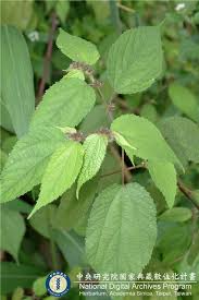 Image result for Triumfetta pilosa