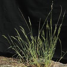 Image result for Melinis macrochaeta