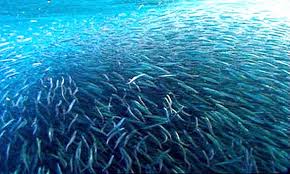 Ada kurang lebih ribuan jenis ikan air laut yang tersebar di seluruh dunia. 20 Manfaat Dan Khasiat Ikan Air Laut Untuk Kesehatan