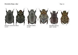 Image result for Pentodon