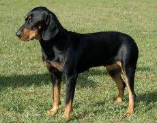 Akc proudly supports dedicated and responsible breeders. Black And Tan Virginia Foxhound Info Temperament Puppies Pictures