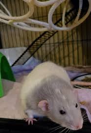 Rats For Rehoming