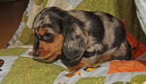 Why buy a dachshund puppy for sale if you can adopt and save a life? Darling Long Haired Black Tan Dapple Mini Dachshund Dachshund Love Dapple Dachshund Dachshund