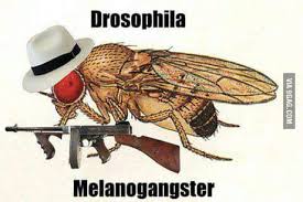 Thefatrat fly away feat anjulie minecraft animation music video.mp3. Flies Away 9gag