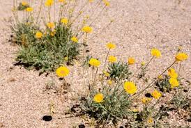 Even though it's may, the weather remains perfect, so i took a morning to see what the garden offered. 30 Indigenous Desert Plants That Can Grow In Harsh Climate Conserve Energy Future