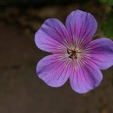 Image result for Geranium incanum