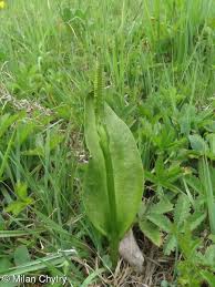 Image result for Ophioglossum vulgatum